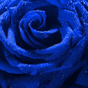 Blooming blue rose bud in water drops close-up on a black background, use as background, wallpaper, greeting card