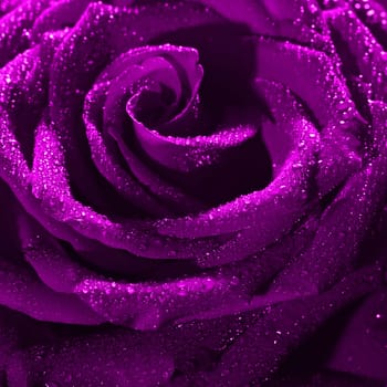 Blooming purple rose bud in water drops close-up on a black background, use as background, wallpaper, greeting card