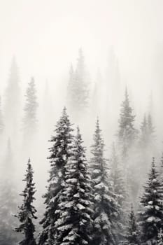Pine trees in the fog - dark forest with dramatic light - AI generative