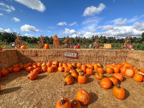Pumpkins patch in the field during harvest time in fall. Halloween preparation, American Farm, San Diego, California, USA. October 5th, 2023