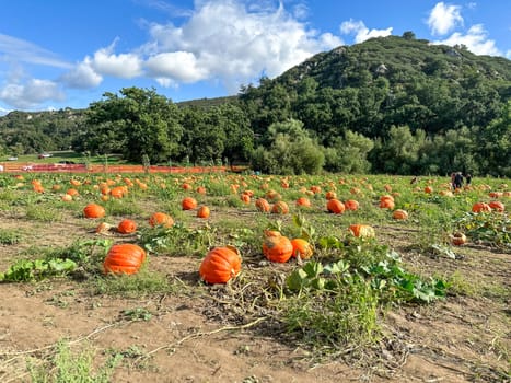 Autumn harvest of orange pumkins at hill side farmers field. High quality photo