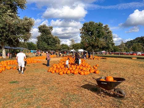 Pumpkins patch in the field during harvest time in fall. Halloween preparation, American Farm, San Diego, California, USA. October 5th, 2023
