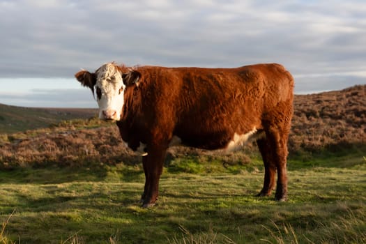 cow grazing on green meadow in Peak District at sunset in Yorkshire