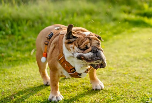 Funny beautiful classic red English dog of a British bulldog went for a walk, shaking her head in the grass in the forest on a sunny day at sunset