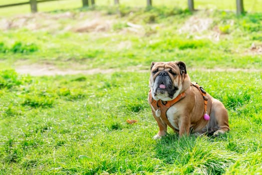 Funny beautiful classic Red English British Bulldog Dog out for a walk looking up sitting in the grass in forest on sunny day at sunset