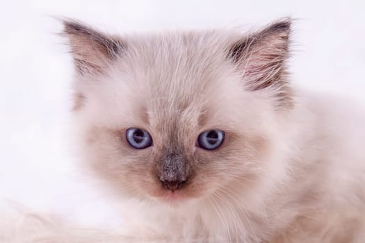 little  ragdoll kitten with blue eyes in purple collar  sitting on a white background.  Photo for card and calendar