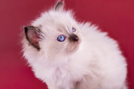 little  ragdoll kitten with blue eyes in purple collar  sitting on a red background.  Photo for card and calendar