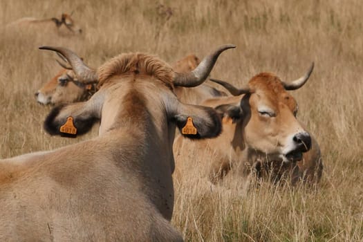 Aubrac cows in the countryside of Lozere surrounded by nature in the south of France, High quality photo