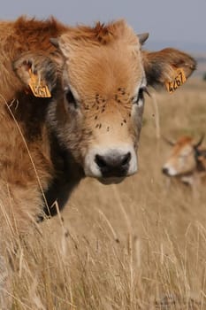 Aubrac cows in the countryside of Lozere surrounded by nature in the south of France, High quality photo