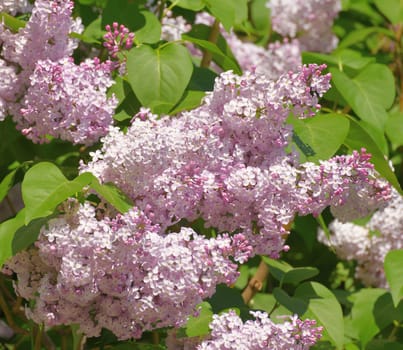 Beautiful pink lilac blooms in a spring