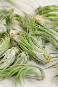 A green tillandsia air plants