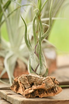 A green tillandsia air plants into the wood