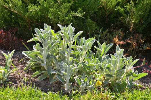 Stachys byzantina is a species of a perennial herbaceous plants