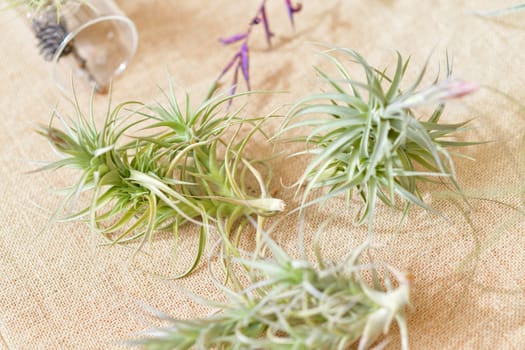 Green tillandsia air plants on a natural background