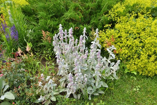 Landscape design with a different wild plants