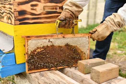 A beehive with bees. Close up