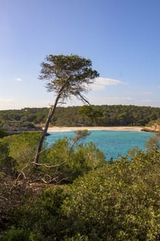Lone tree overlooking turquoise bay with dense forest backdrop, cala mondrago, mallorca, balearic island, spain,