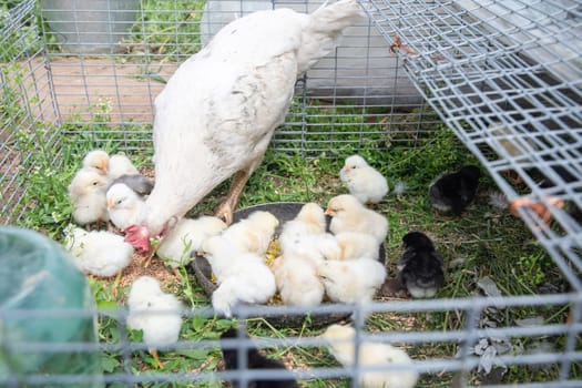 white hen takes care of her many chicks and teaches them to peck millet from a bowl placed on the grass in a small wire cage, a scene showing farm life and the care of poultry,