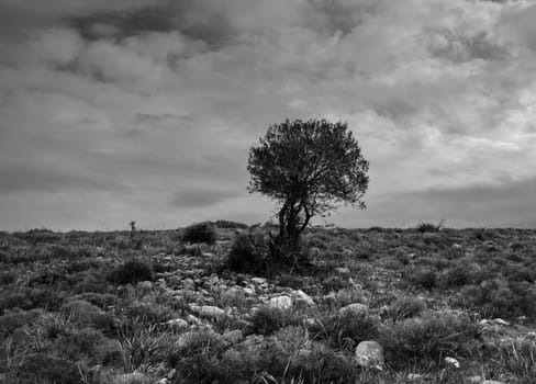 A solitary tree rises prominently in a rocky terrain, surrounded by sparse vegetation under a moody sky at dawn.