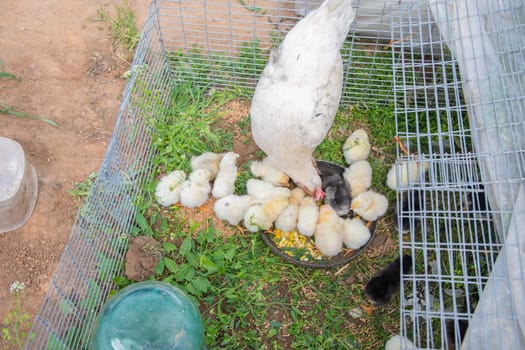 White hen feeding chicks with corn inside a cage situated on lush grass, while some chicks explore the area outside the cage, enjoying the warmth of the rural environment