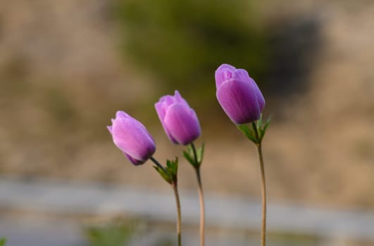 Purple flowers bloom gracefully, thriving in a gentle landscape as the warm sun casts a soft glow around them.