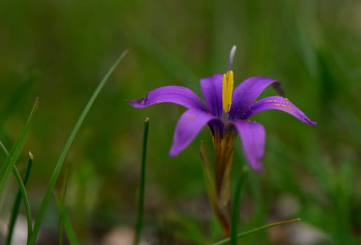 A stunning purple flower stands proudly in lush green grass, basking in the gentle sunlight of springtime.