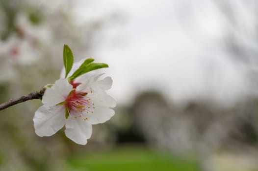 Delicate white flower blooms on a branch, bringing life to a tranquil garden setting amid gentle spring clouds.