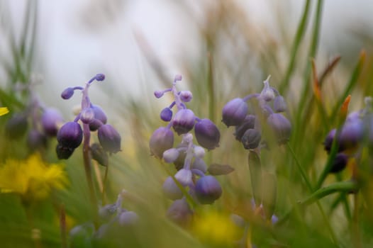 Delicate clusters of purple wildflowers emerge from vibrant green grass, inviting the serenity of spring into view.