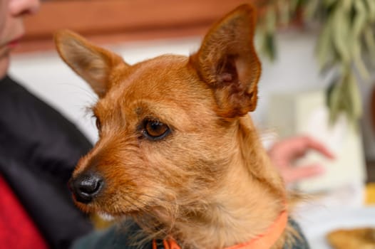 A playful dog gazes attentively while its owner enjoys a quiet moment in a welcoming space filled with warmth.