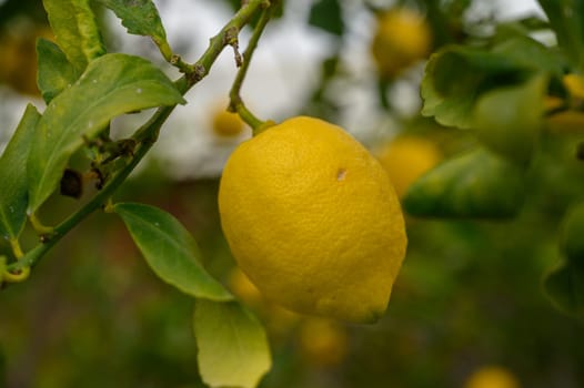 Bright yellow lemons dangle from green branches in a vibrant orchard, soaking up the sun on a clear day.