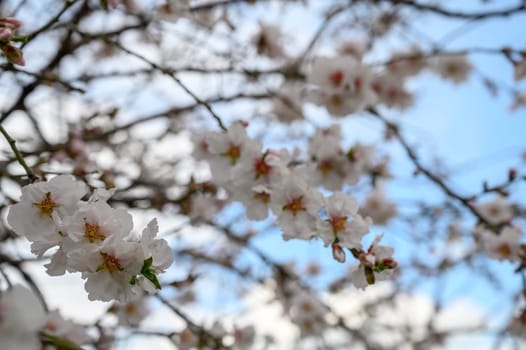 Delicate white cherry blossoms grace the branches, highlighting the arrival of spring under a clear blue sky.