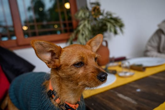 A charming little dog sits comfortably at a rustic dining table, surrounded by warm ambiance and good company.