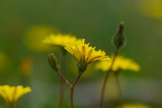 Delicate yellow petals rise gracefully from slender stems, illuminating a lush green landscape in gentle sunlight.