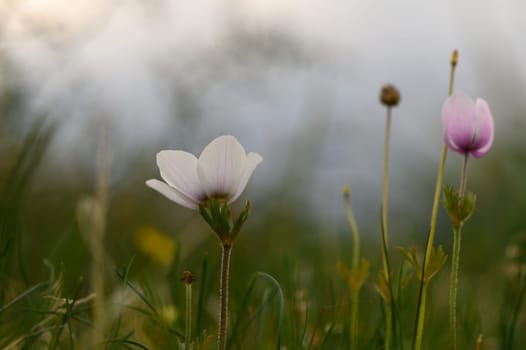 Soft petals of wildflowers gracefully sway in the gentle evening breeze, illuminated by fading light at twilight.