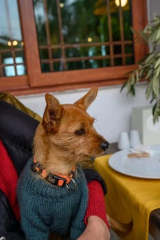 A cute brown dog in a cozy sweater sits with its owner, enjoying the café's inviting midday ambiance.