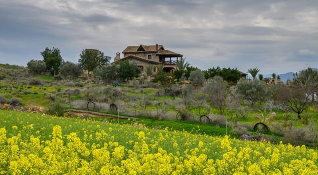 Yellow blossoms stretch across the field, contrasting beautifully with the green hills and an elegant rustic house.