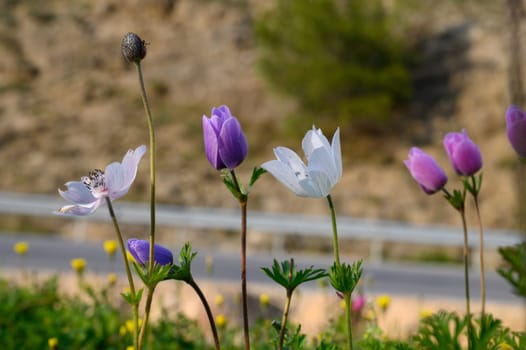 Vibrant wildflowers sway gently by the roadside, basking in the sunshine on a delightful spring day.