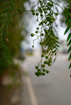 Tiny green berries hang delicately from lush branches, framing a peaceful road and soft afternoon ambiance.