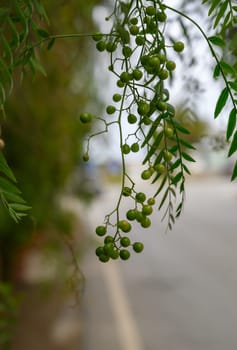 Delicate green berries hang in clusters from vibrant foliage along a serene street, embracing nature's beauty.