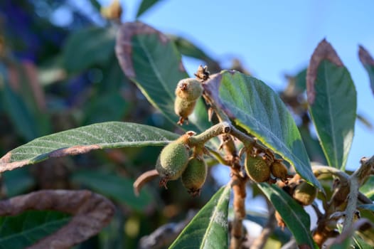 Fruits of a loquat tree hang in clusters, surrounded by vibrant green leaves, illuminated by bright afternoon sunlight.