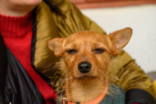 A small brown dog with a relaxed expression enjoys a cozy moment against a person’s colorful sweater.