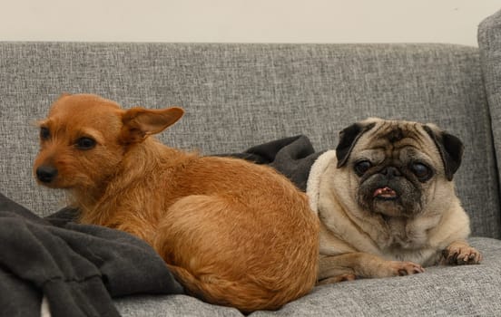 Two dogs, one brown and one fawn, enjoy their time resting together on a soft couch in a relaxed atmosphere.