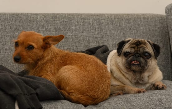 Two furry friends enjoy a relaxing moment on a soft couch, basking in the comfort of their home.