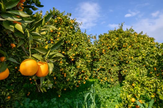 Lush green leaves surround ripe oranges, basking in sunlight in a flourishing fruit orchard during midday.