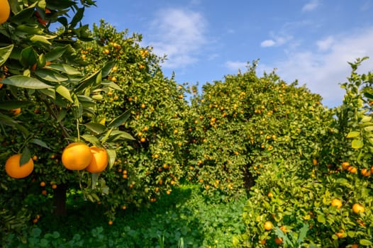 Oranges dangle from green trees in a sunlit orchard, showcasing the beauty of nature’s bounty on a perfect day.