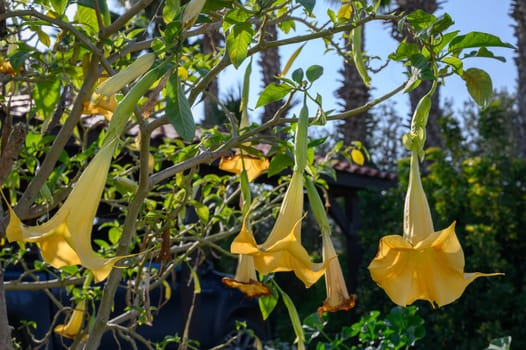 Beautiful yellow trumpet flowers hang gracefully from branches, basking in the bright sunlight of a serene garden.