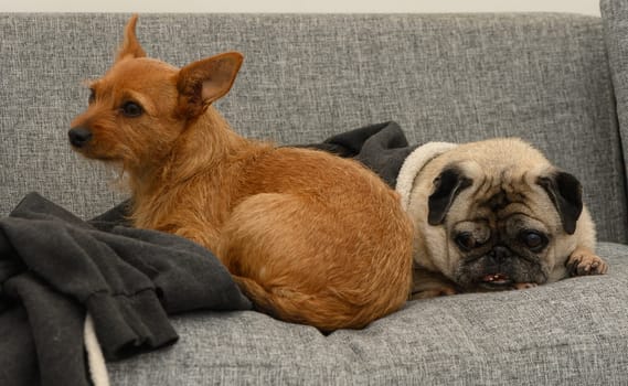 A charming scene with a brown dog and a pug lounging comfortably on a soft gray couch, enjoying their time together.