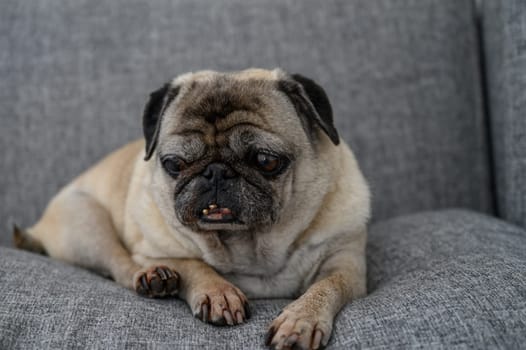 A lovable pug lounges comfortably on a soft gray sofa, enjoying a peaceful moment of rest in a cozy living space.