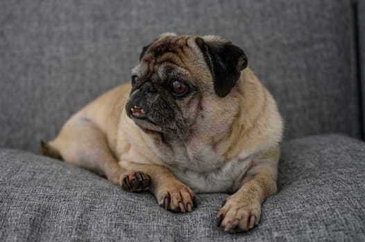 A playful pug lies comfortably on a soft gray sofa, enjoying a tranquil moment in a bright modern living area.