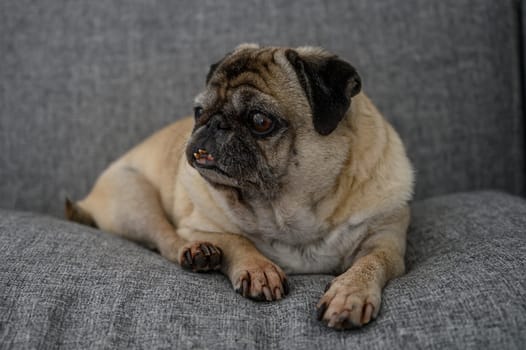 A delightful pug lounges on a plush couch, basking in sunlight that fills the cozy room with warmth.